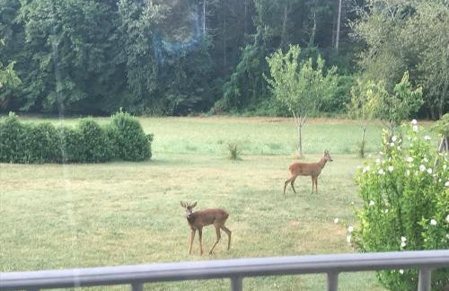 Logement entier de charme, gite équestre GERS Flamarens - Foto 33