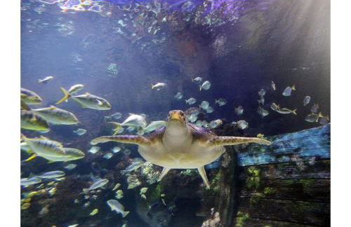 Küstenkind - Foto 31