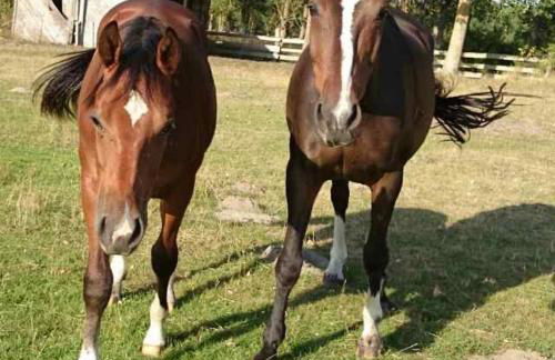 NEU! Ferienwohnung Ahlbeck - Stettiner Haff - Foto 15