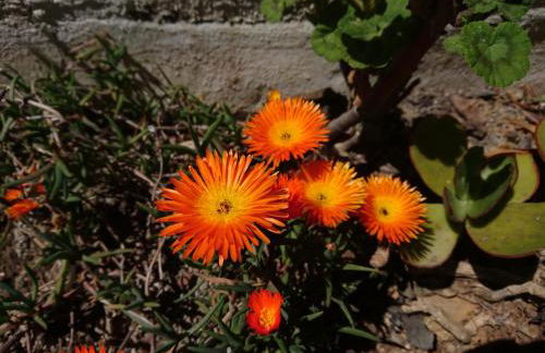 Elba Residence - Foto 13