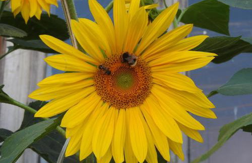 Agroturystyka Biebrzańska Kraina - Foto 46