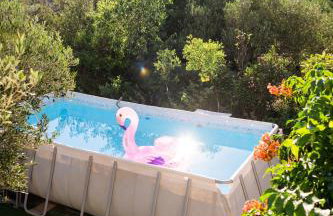 Dalmatian - Photo 45