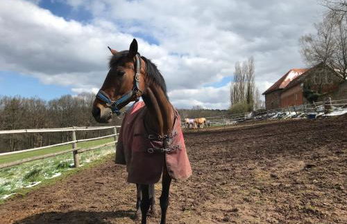 Burgstrasse Apartment Ost mit Garten und Sauna - Foto 34