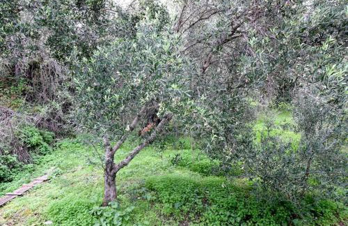 The country house - Foto 24