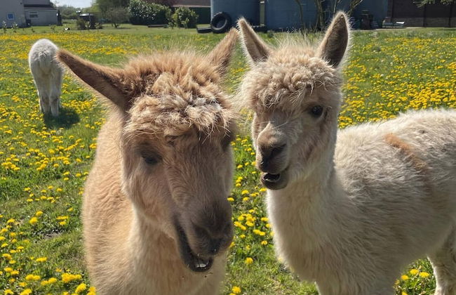 Setcops Farm Holiday Cottages - Foto 22