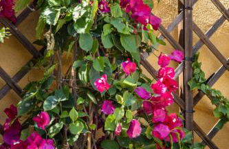 Saint George's House Appartamenti & Spa - Foto 48