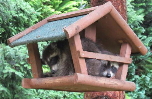 Ferienanlage Waschbär Country - Photo 52