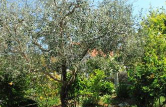 Villa Martinović - Foto 35