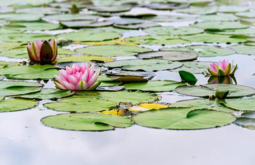 Modernes Chalet New Port 067 mitten im Grünen mit eigener Terrasse am Wasser Nr 67 - Foto 9