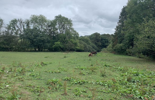 Beautiful 1-bed Studio in Boyton Launceston - Foto 15