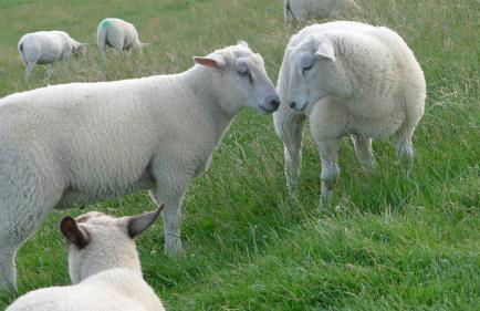 Wattenblick - Foto 8