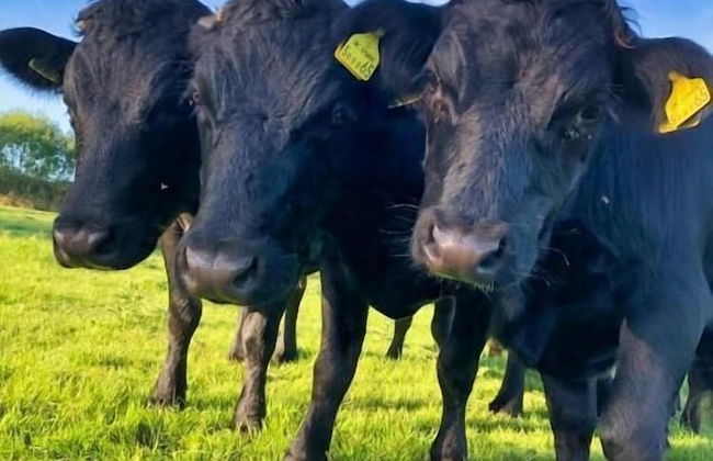 Coombeshead Farm - Foto 31