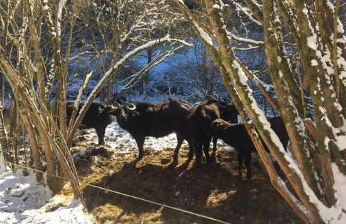 Haus der Behaglichkeit - Foto 24