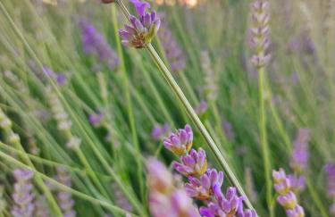 Apartment Fiorella - Foto 13