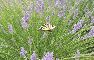 Guest house LUCIJA with swimming pool - Photo 16