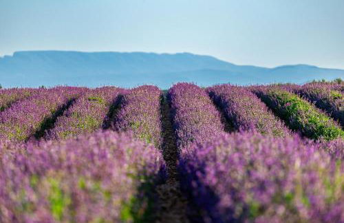 Domaine Demol - Photo 55