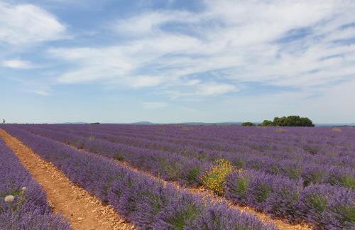 location saisonnière - Foto 25