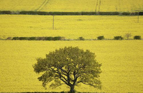 Robin Cabin with hot tub - Foto 37