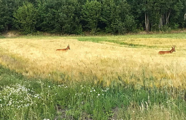 6 Person Holiday Home in Hedekas-by Traum - Foto 15