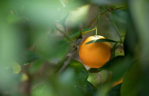 Oasis with pool and music studio by BENVENU - Foto 52