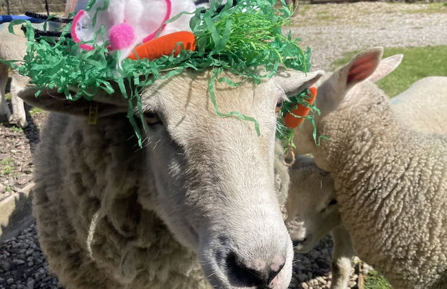 Gratton Grange Farm Holiday Cottage - Foto 37