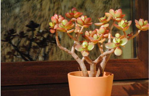 Ca l'Helena - Foto 17