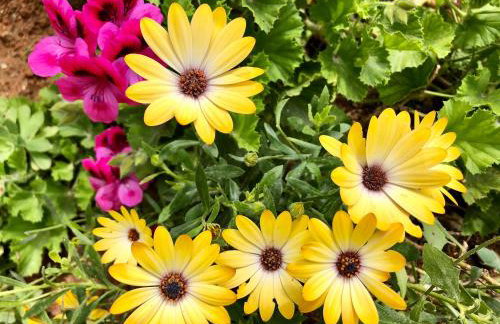 Villa Avgerini Paxos - Photo 69