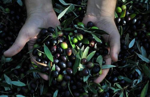 Agriturismo La Casetta del Sole - Photo 14