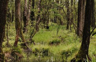 Dziki Las - domki na drzewach - Foto 8