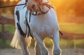 Harasimówka - Photo 4