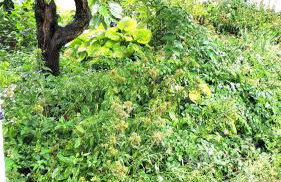 Pinkston Gardens - Foto 42