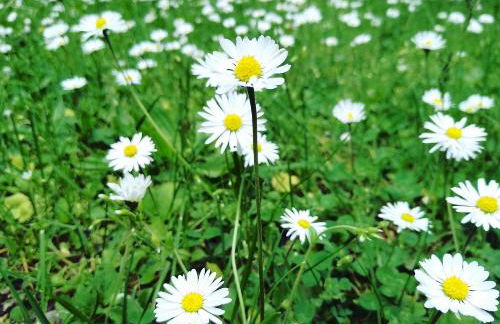 Ferienwohnung Fichtelzauber - Foto 34