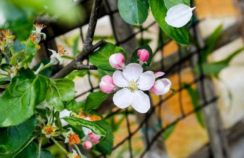 Cosy cottage Blockley, Cotswolds - Squire Cottage - Foto 12