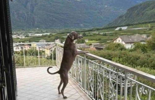 Valtellinda - Foto 36