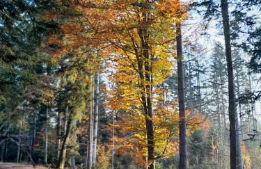 Haus am GoldSteig - Zentral, Ruhig Stadtnah - Top Anbindung - Biergarten und Pizzeria direkt vor der Tür - Photo 38