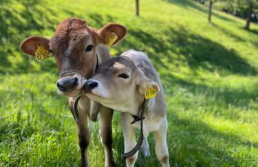 Unterhohnenhof - Foto 22