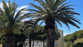 APPARTEMENT T2 GRUISSAN PLAGE DANS RÉSIDENCE CALME - Foto 1, Garden