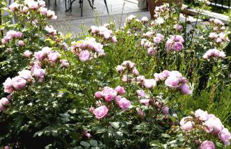 Ca' Piadera Wine Relais - Foto 56