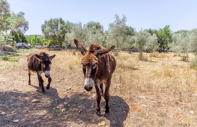 Can Pina - Adults Only Eco Redonda 2 - Photo 25