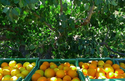 La Joya del Valle de Ricote - Foto 46