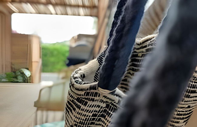 Casa Los Curazaos - Photo 61