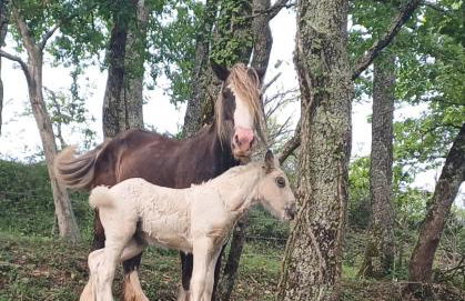 la Roulotte du Cos - Foto 22