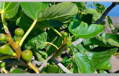 Casa Tío Pedro Martín - Foto 29