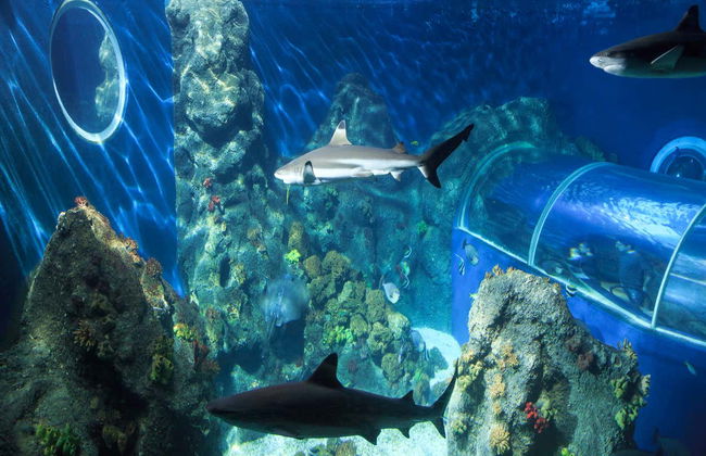 Entrada a SEA LIFE® Constanza - Foto 5