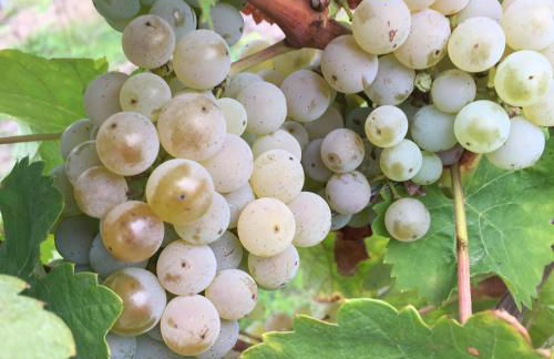 Ferienweingut Willems - Foto 21