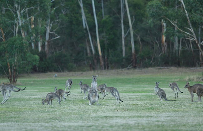 Yering Gorge Cottages - Foto 71