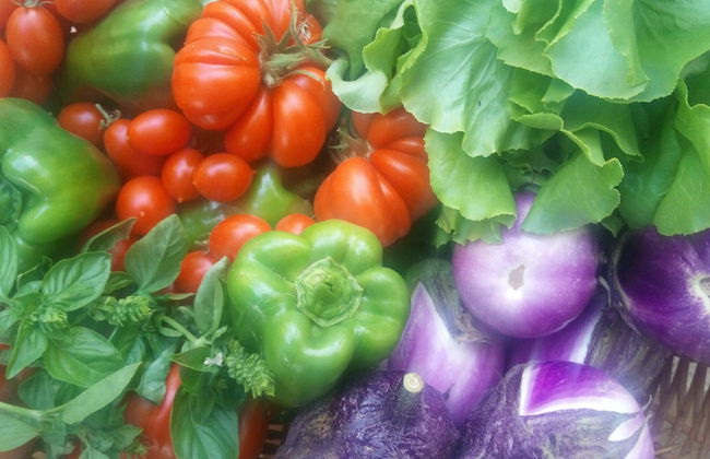 Zagara di Sicilia - Foto 79