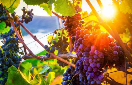 Ferienwohnung Loreley Mittelrheintal - Foto 25