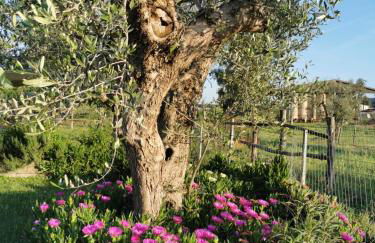 Podere Montecorno - Foto 35