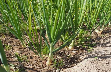 L'Era de Cal Roger - Foto 125